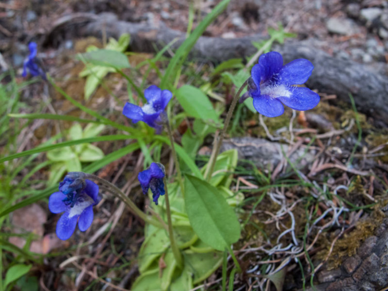 Rocky Mountain Flowers | Explore Jasper National Park Alberta Canada