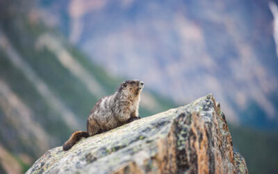 Hoary Marmot