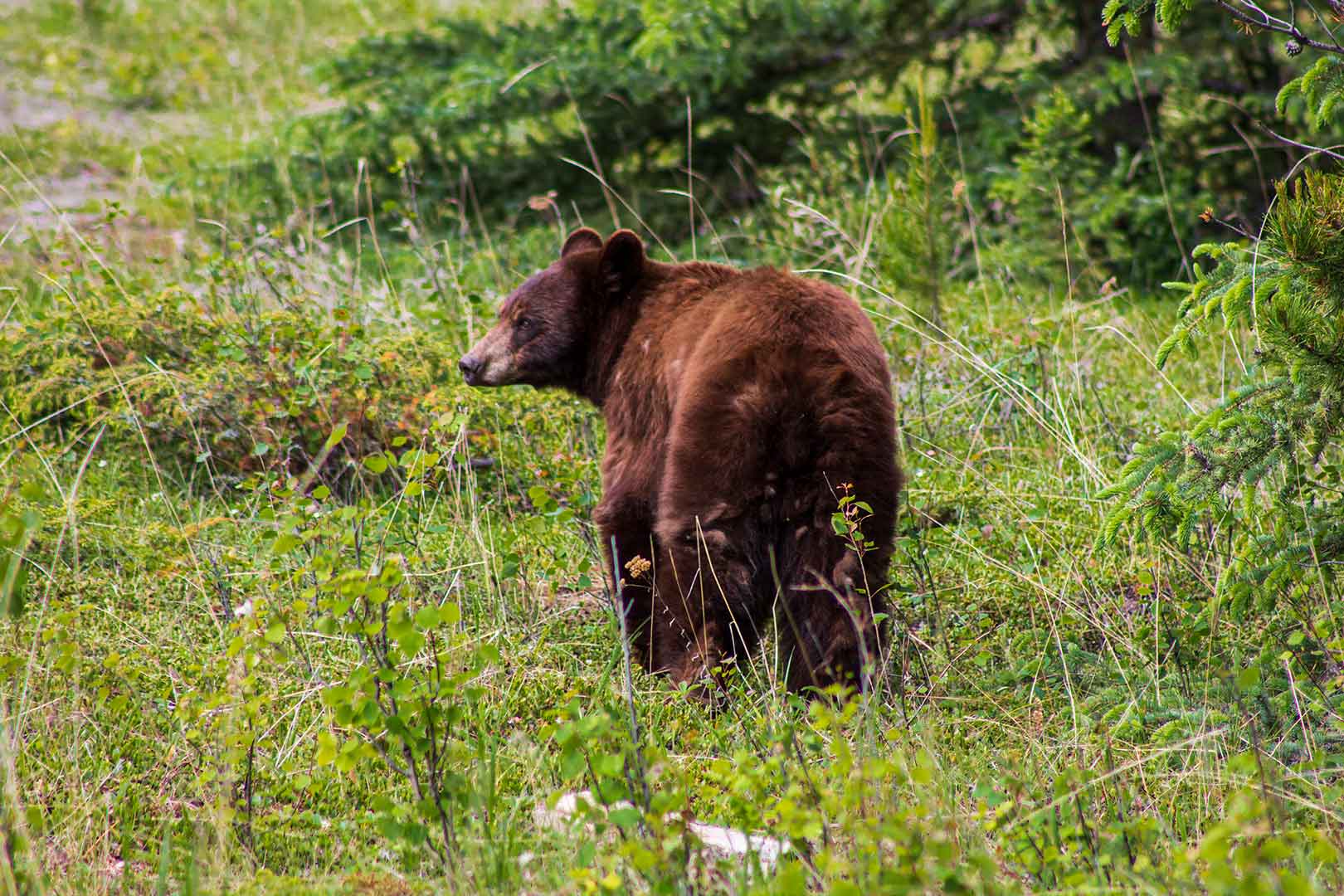 Brown Bear | Explore Jasper National Park Alberta Canada