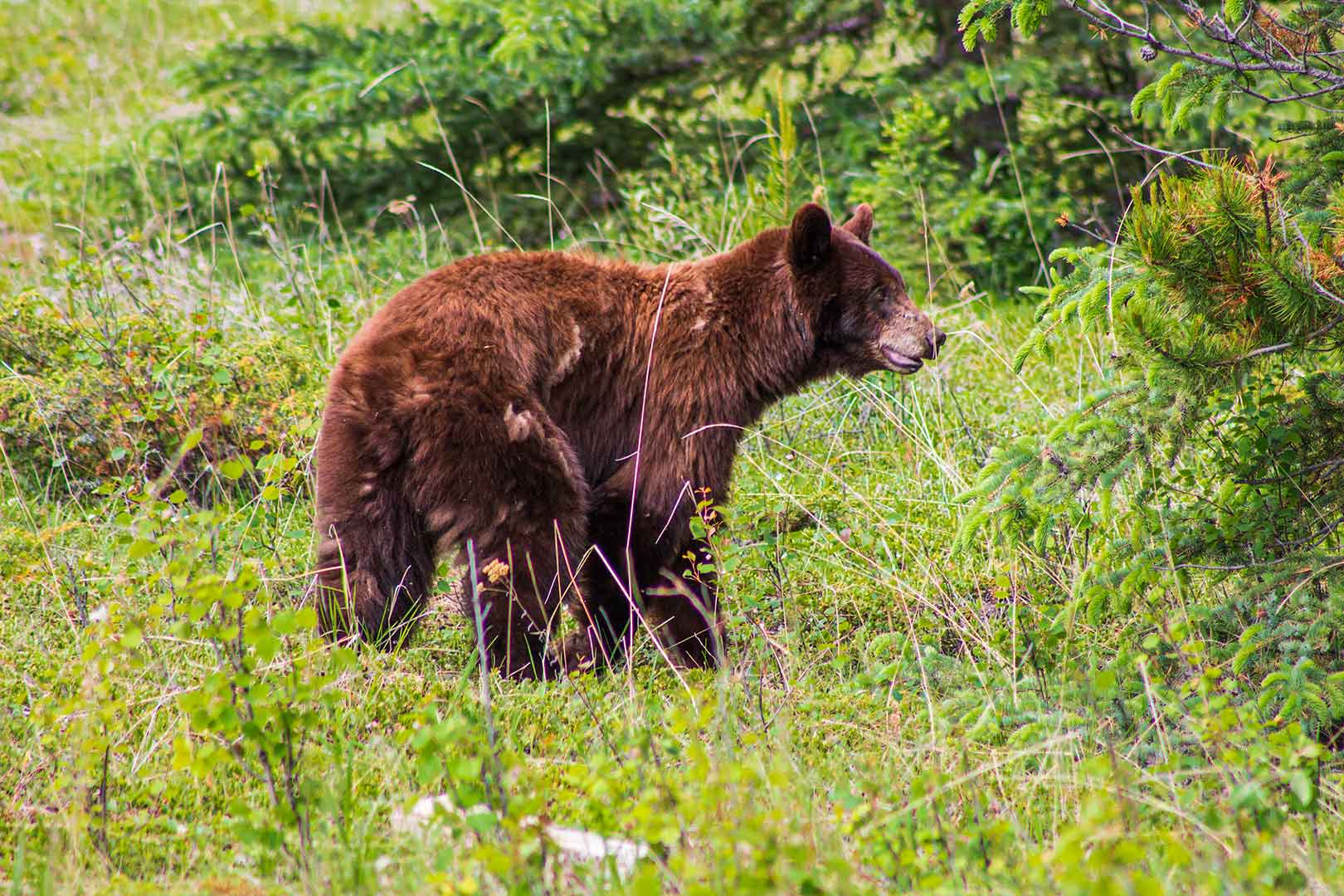 Fauna | Explore Jasper National Park Alberta Canada