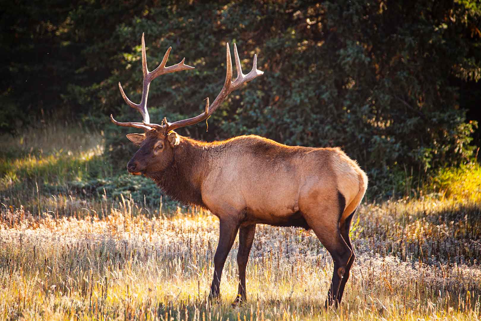 Elks | Explore Jasper National Park Alberta Canada