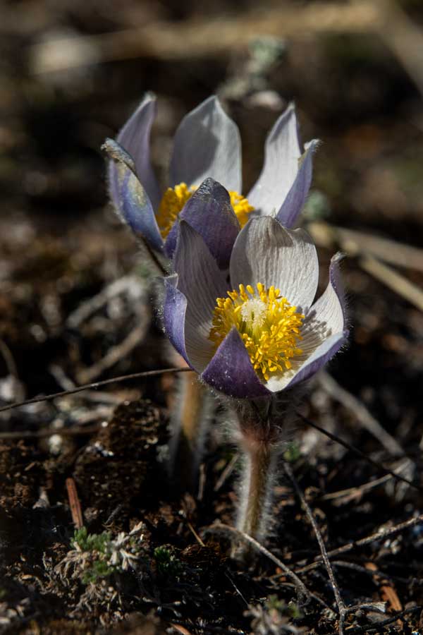 Rocky Mountain Flowers | Explore Jasper National Park Alberta Canada