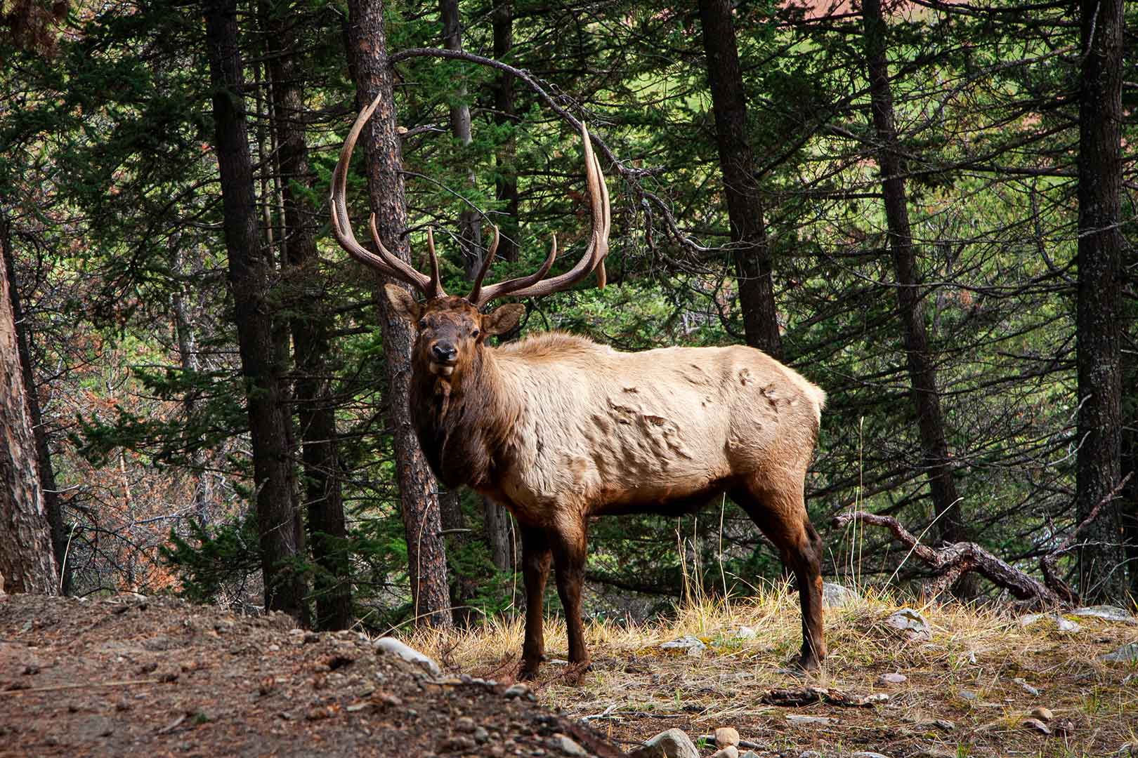 Elks | Explore Jasper National Park Alberta Canada