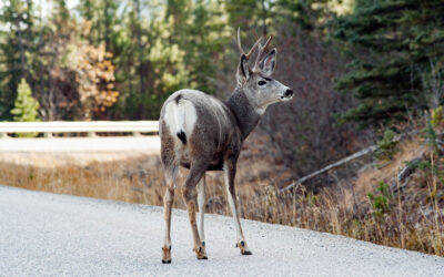 Mule Deer