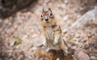 Golden Mantle Squirrel