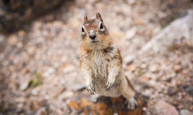 Golden Mantle Squirrel