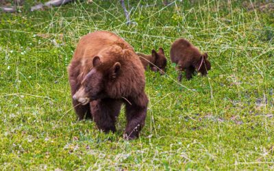 Brown Bear