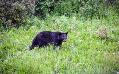 Black Bear