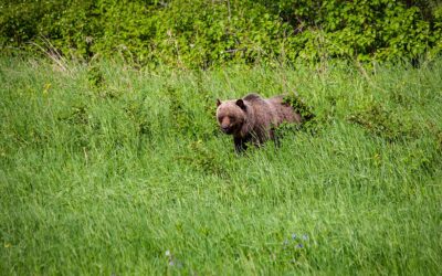 Grizzly Bear