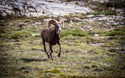 Big Horn Sheep