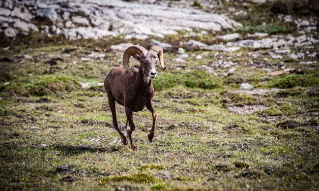 Big Horn Sheep