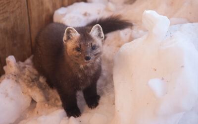 Pine Marten