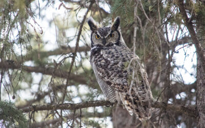 Great Horned Owl