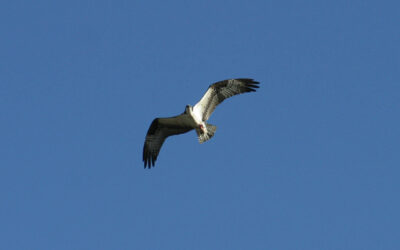 Osprey