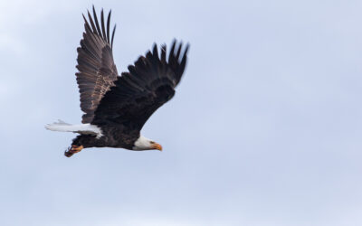 Bald Eagle