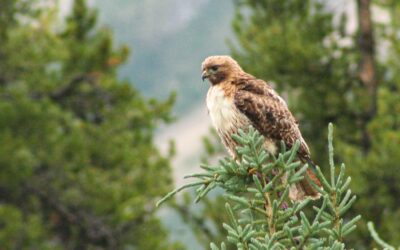 Red Tail Hawk