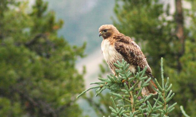 Red Tail Hawk